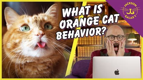 orange cat behavior
